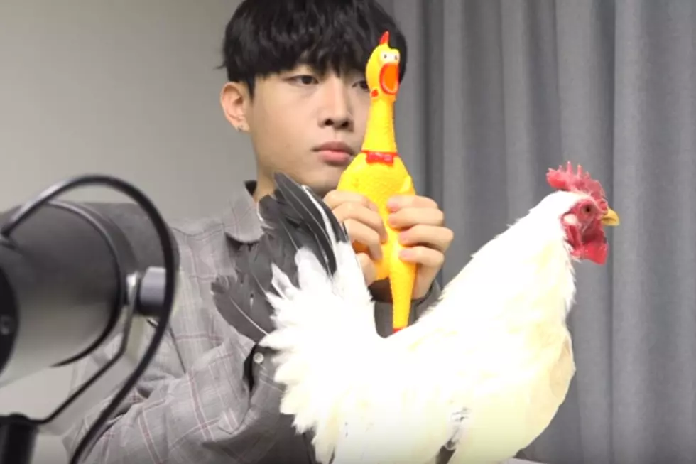 Toto’s 80’s classic ‘Africa,’ Redone by a Squeaky Rubber Chicken