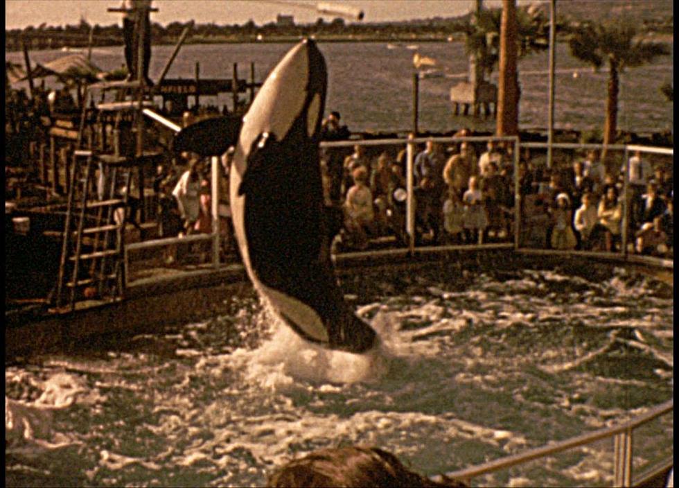 Rare Footage of The Original Shamu @ Sea World