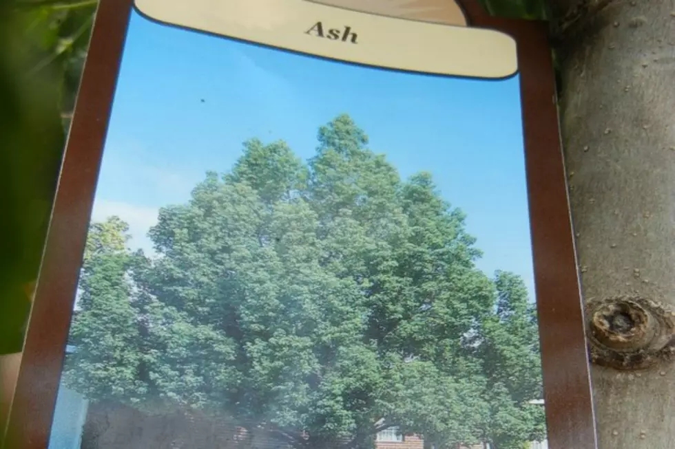 If You Bought An Ash Tree This Summer, The State Wants To Know