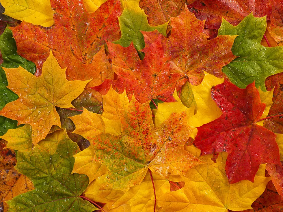 Experts Say You Shouldn’t Rake Your Leaves