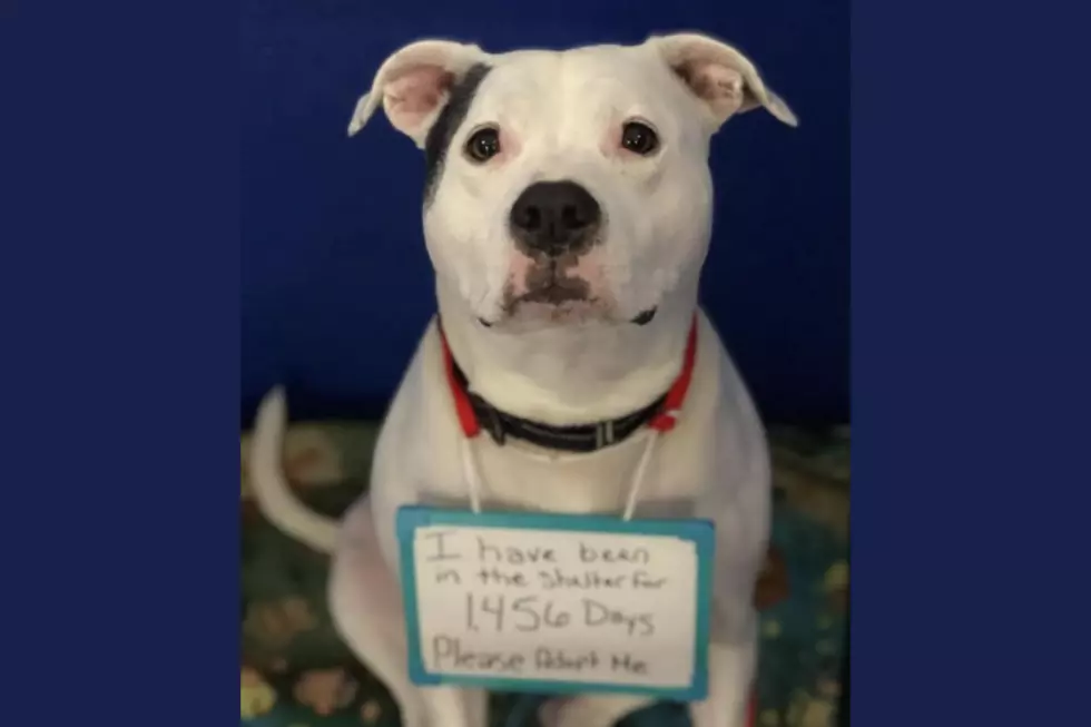 &#8216;Please Adopt Me&#8217; Shelter Dog Looks For Home After Over 3 Years