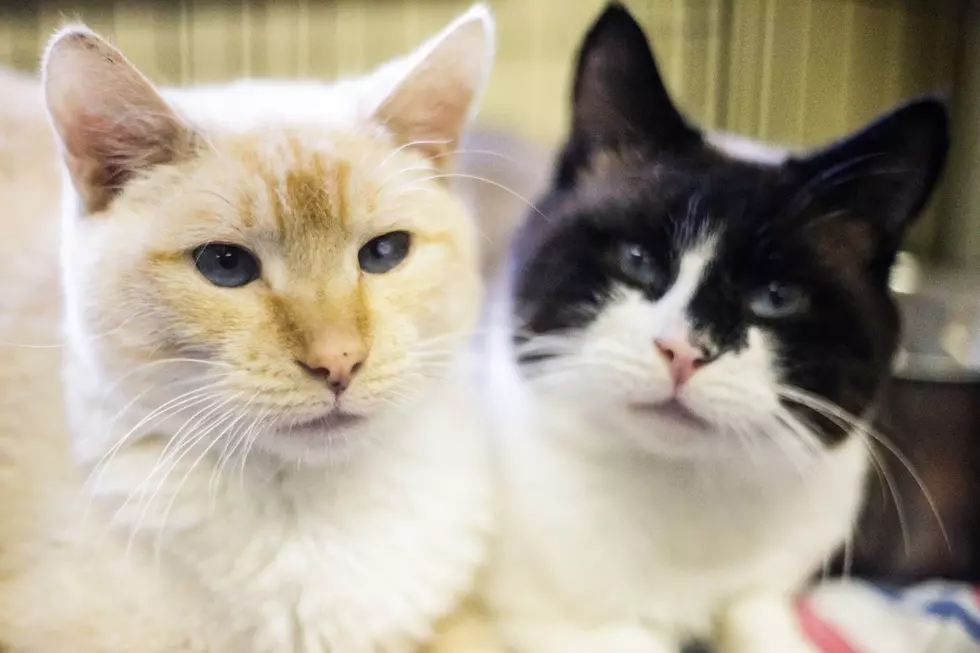 Humane Society Waterville Area Looking For Homes For Cats Abandoned In Locked Storage Unit