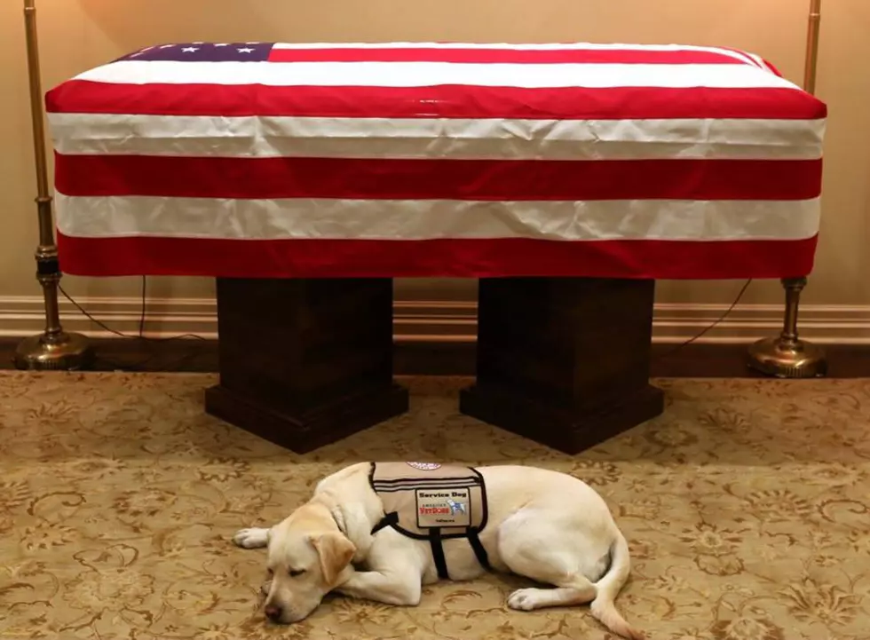 George H.W. Bush&#8217;s Service Dog says &#8216;Goodbye&#8217;
