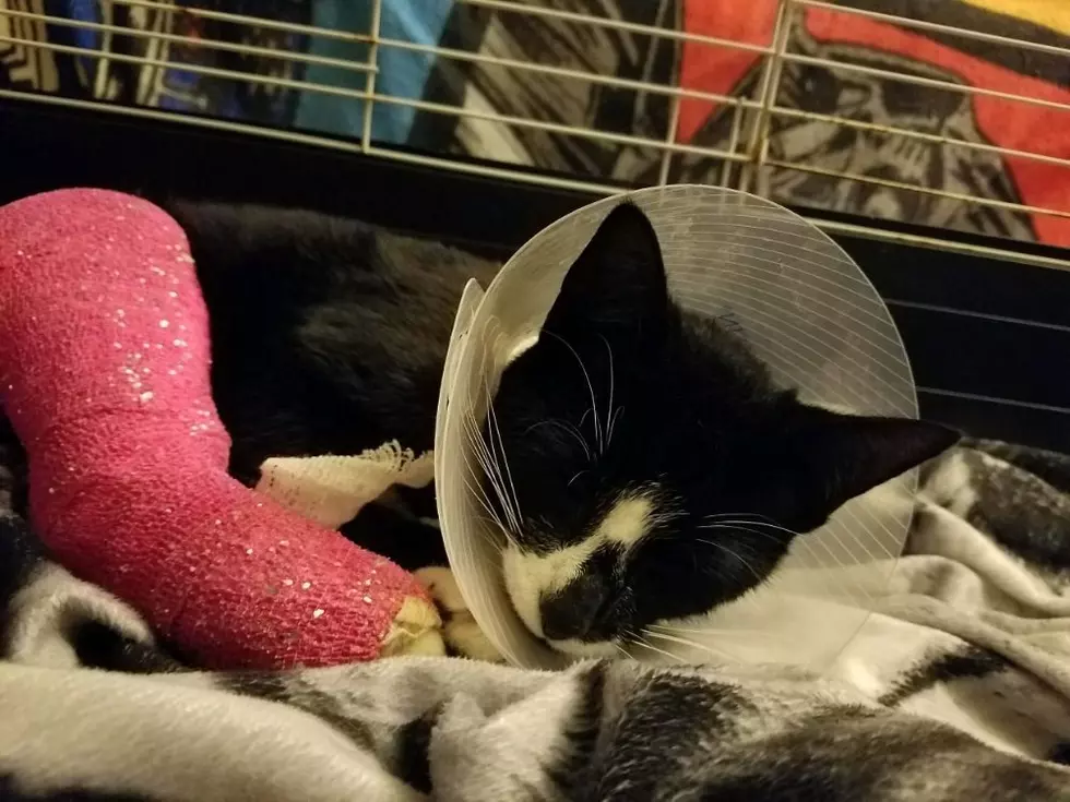 Kitten Recovering After Being Shot By Arrow