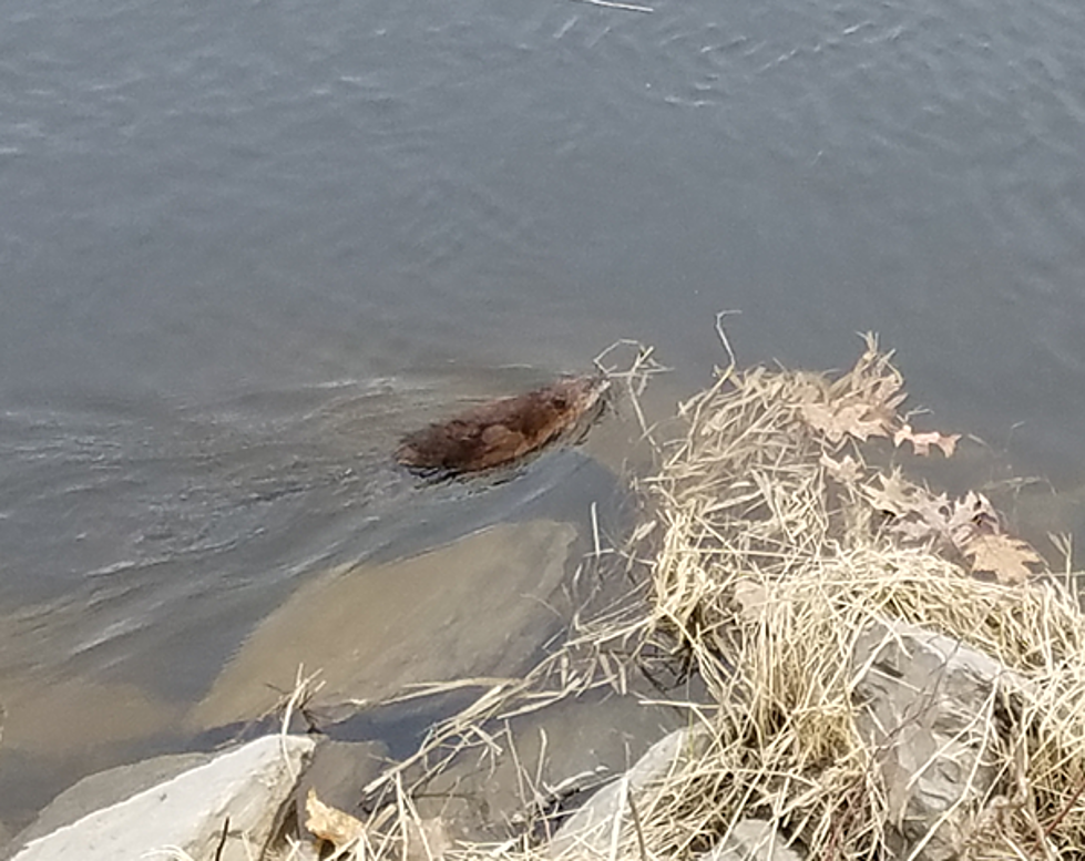 What Did Cooper See In The Kennebec River?