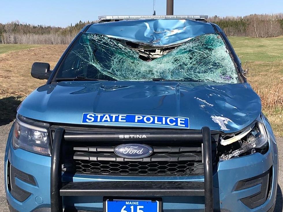 Maine State Trooper Collides With Moose