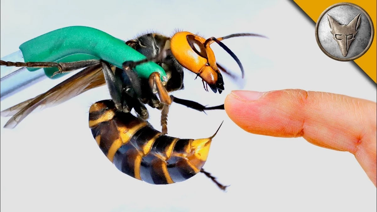 Asian hornet with killer sting makes way to U.S. | The 