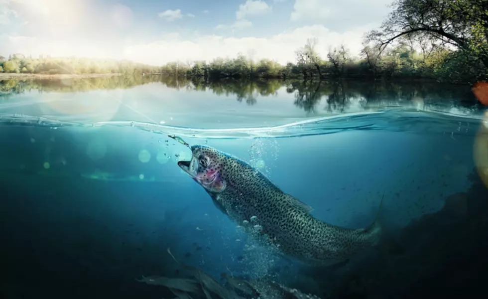 Gross!  13,000 Dead Fish Left To Rot On Maine Island