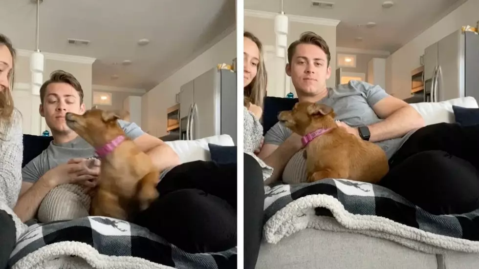This Insanely Jealous Dog Won't Let Girl Kiss Her Boyfriend