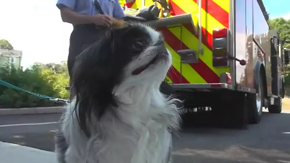 Augusta Fire Department Saves Choking Dog
