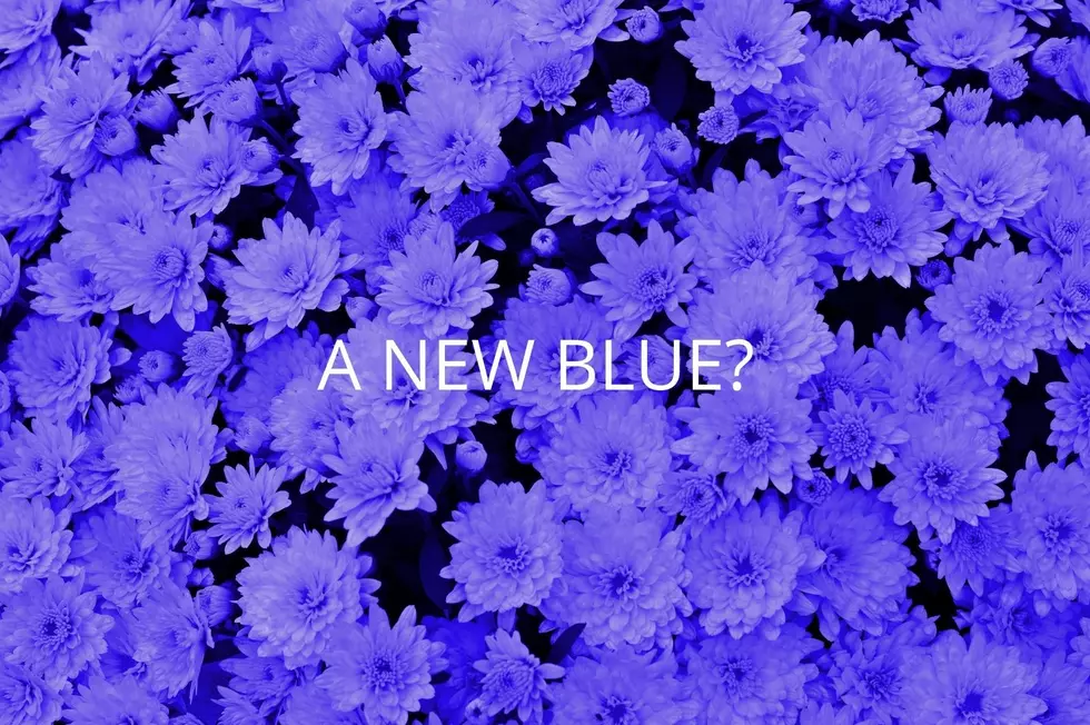 A New Blue? Yes…And You Can Get It In Waterville