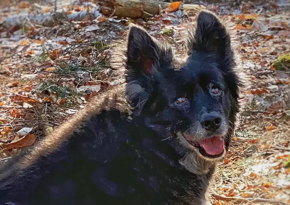 Central Maine&#8217;s Road Trip Worthy Dog Parks