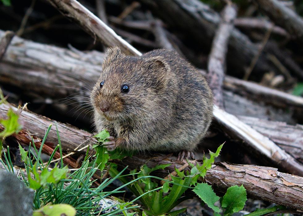Do You Have Vole Holes?