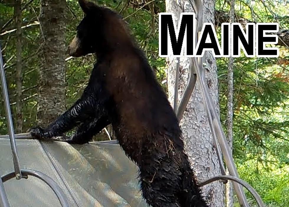 A Maine Man’s YouTube Channel Has Gone Viral For The Most Adorable Reasons