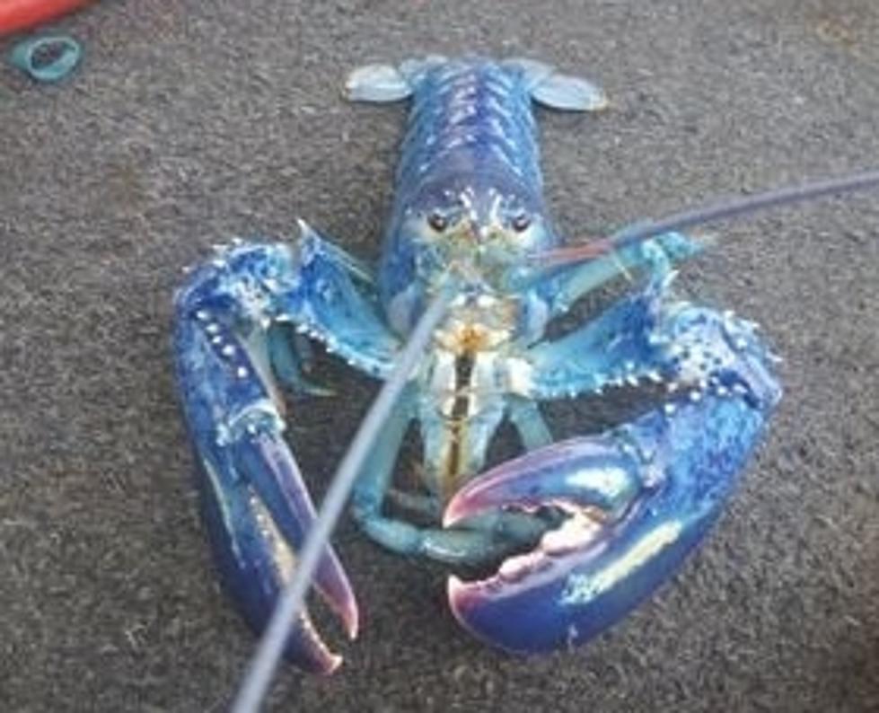 One in Two Million Blue Lobster Caught Off Maine Coast
