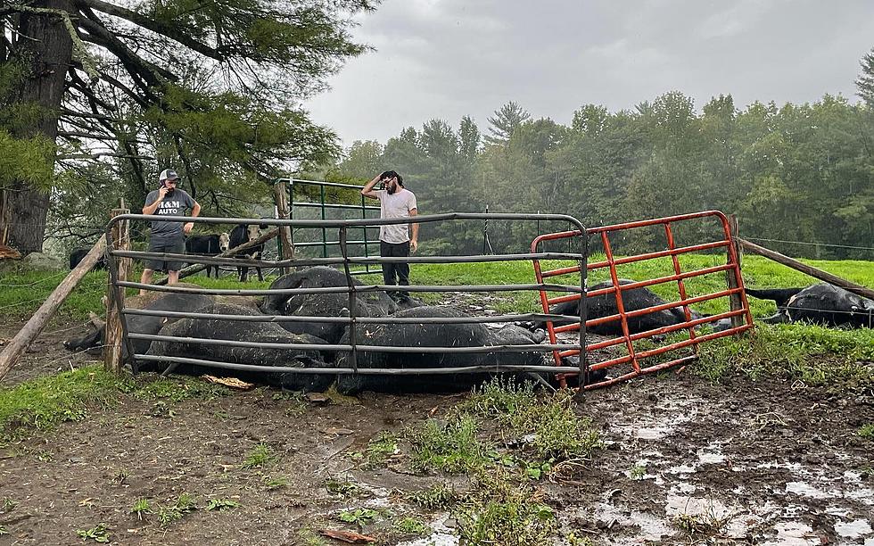 Vassalboro Farm Needs Help After 8 Cows Die in Lightning Strike