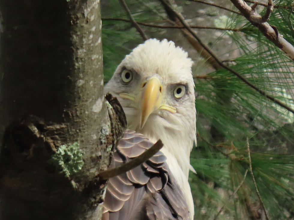 An American Bald Eagle Stared into My Soul in Greene, Maine