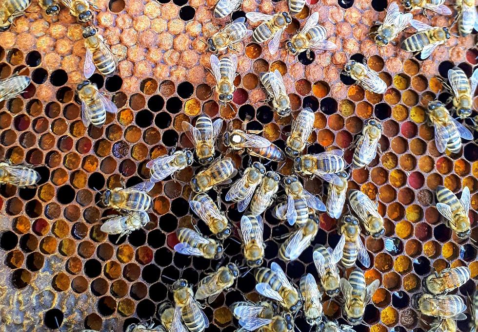 Truck Carrying 50 Beehives Rolls Over in Gardiner Monday Night