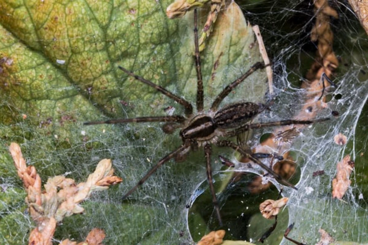 How Dangerous Are Wolf Spiders In Bradenton?