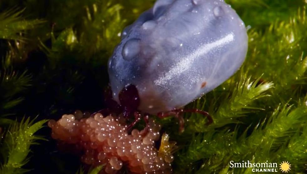 Have You Ever Seen a Maine Tick Lay Eggs? It’s Terrifyingly Gross