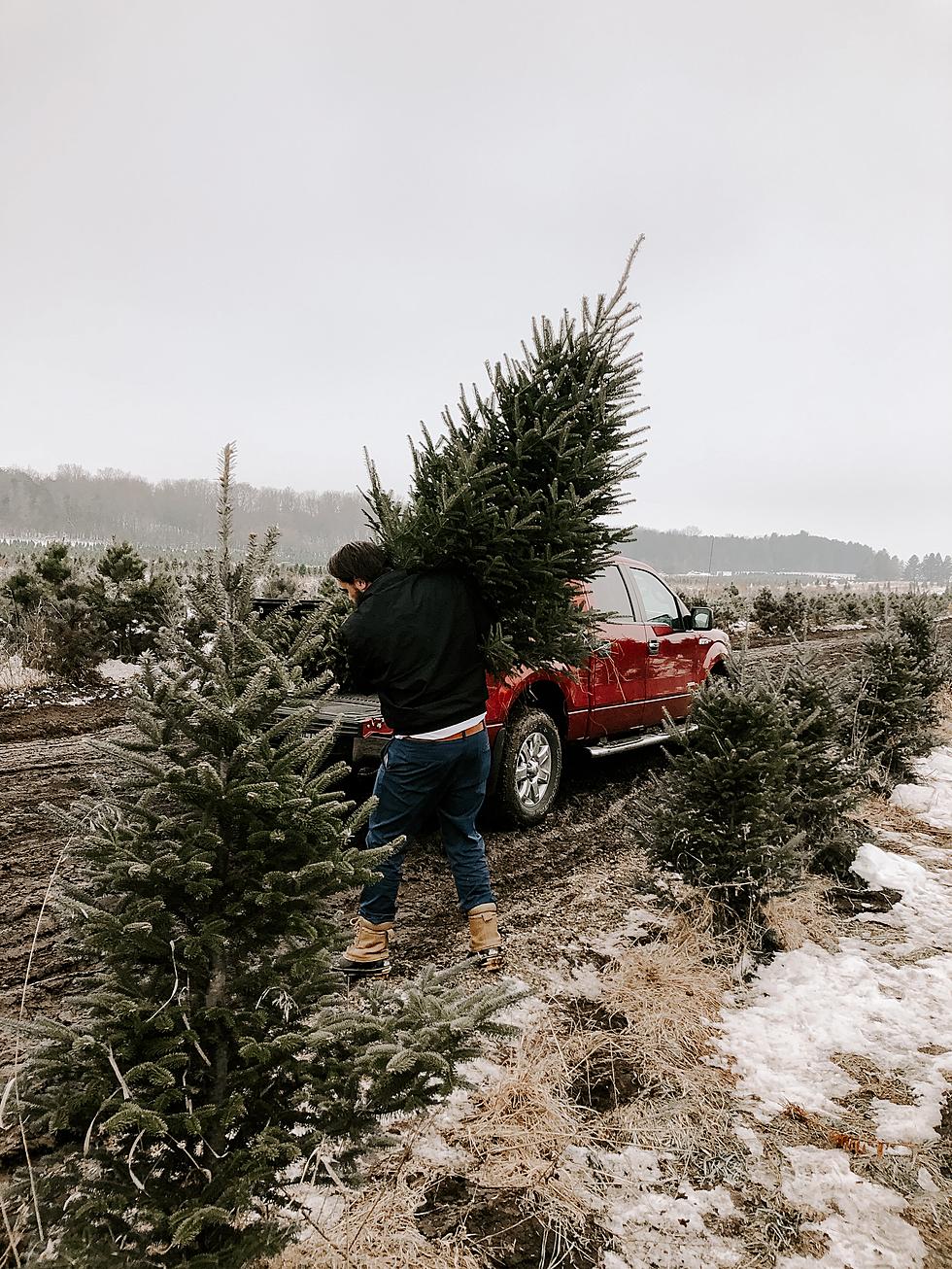 Want a Real Christmas Tree? These 5 Maine Farms Have You Covered
