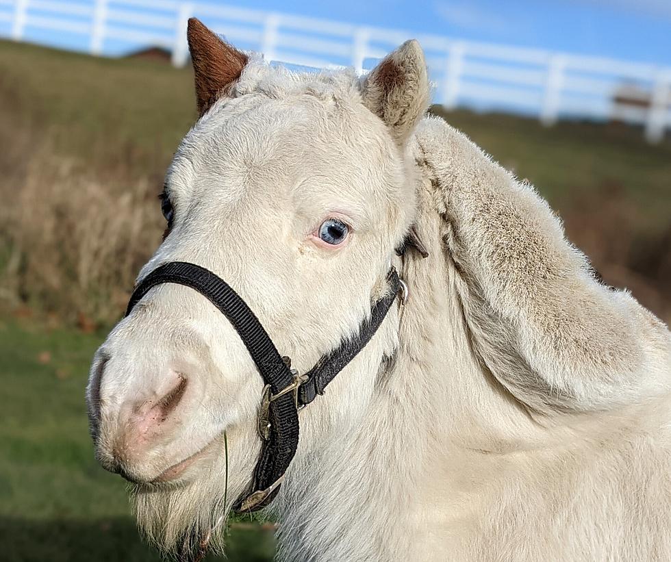 This Adorable Mini Horse in Maine Needs Your Help