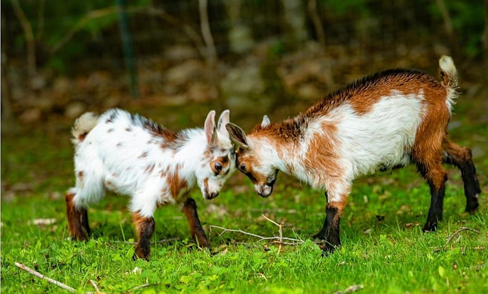 Local Maine Goats Want your Trees After the Holidays