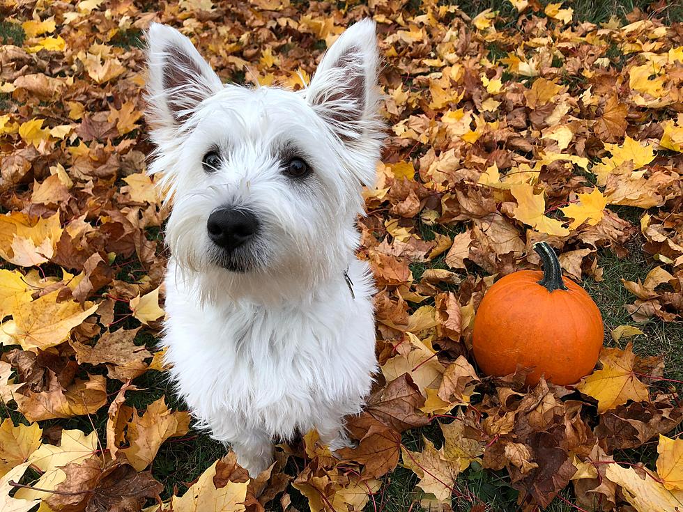 Maine Woman Travels Through 8 States to Bring Home Adorable Dog