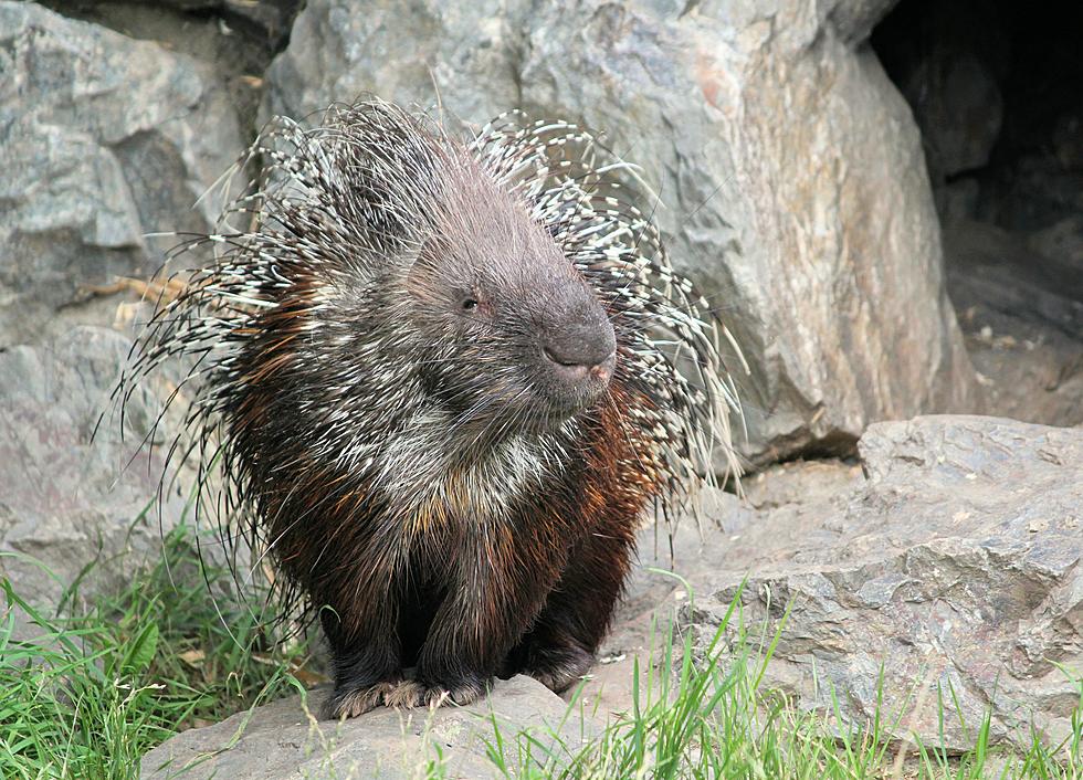 Maine Porcupines Being Threatened by Mysterious Virus from Canada