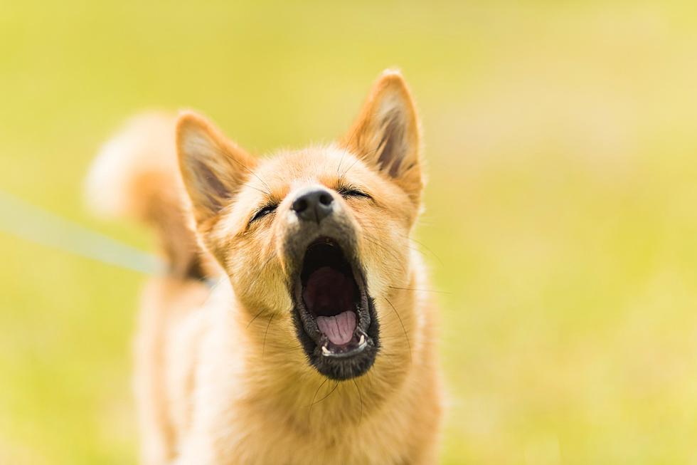 Maine Couple is Suing Their Neighbors Over Their Barking Dog