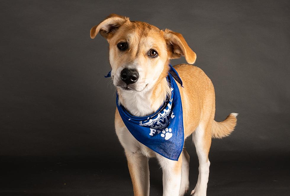 This Adorable Maine Pup Will Star in The Annual Puppy Bowl Today