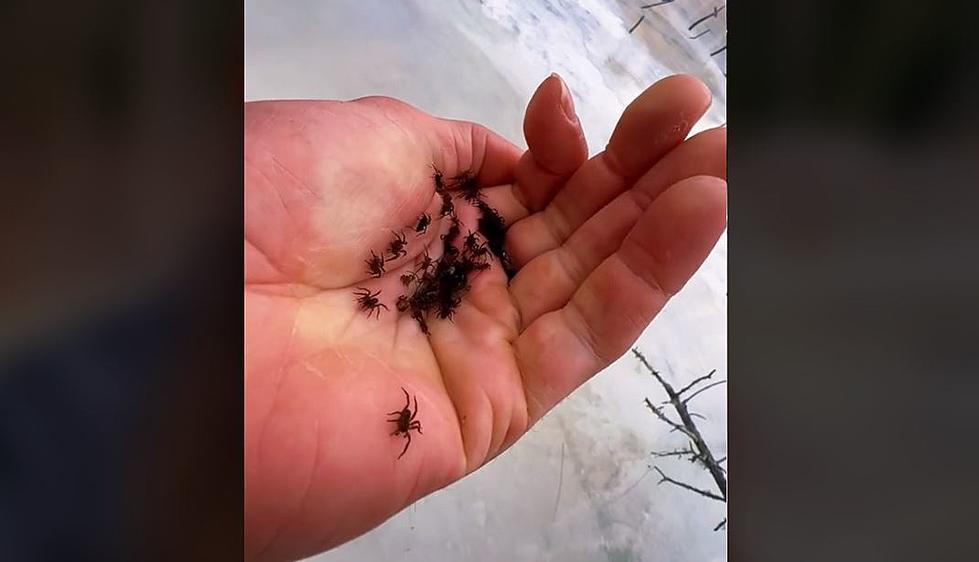 Popular Maine Tik Toker Rescues Baby Spiders That Were Frozen in The Ice of a Pond