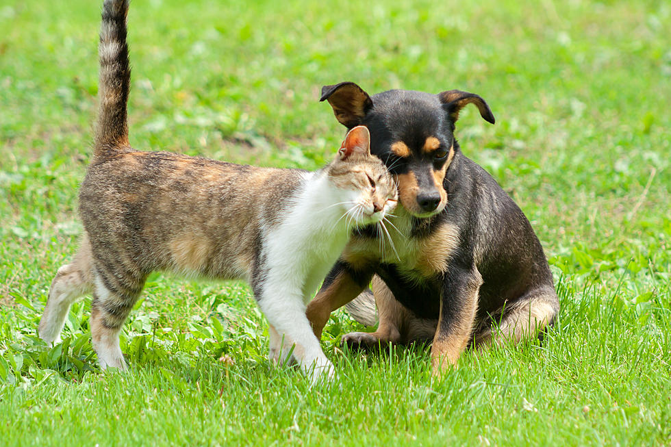 It&#8217;s March Petness: You Could Adopt One of These Cute Pets from Kennebec Valley Humane Society