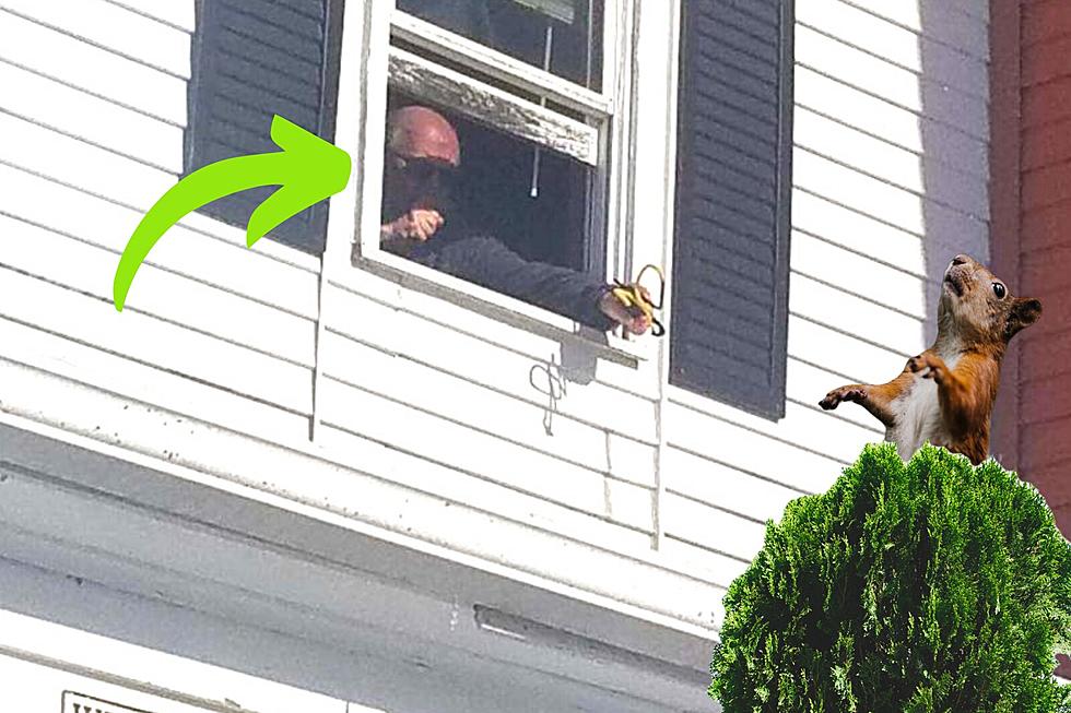 A Maine Man Has Found a Very Unique & Non-Lethal Way to Deter Squirrels