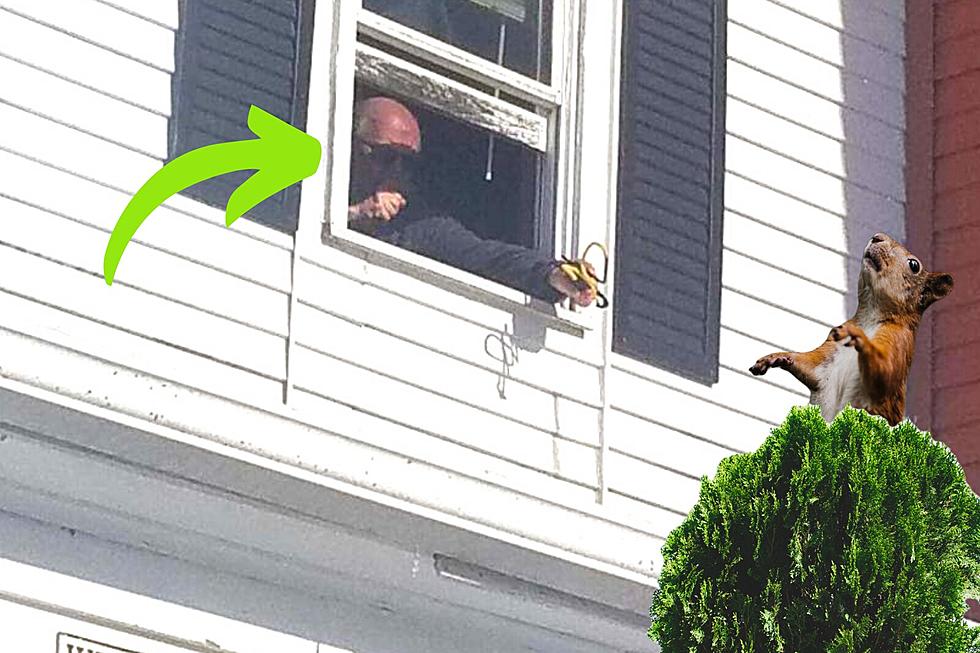 A Maine Man Has Found a Very Unique &#038; Non-Lethal Way to Deter Squirrels