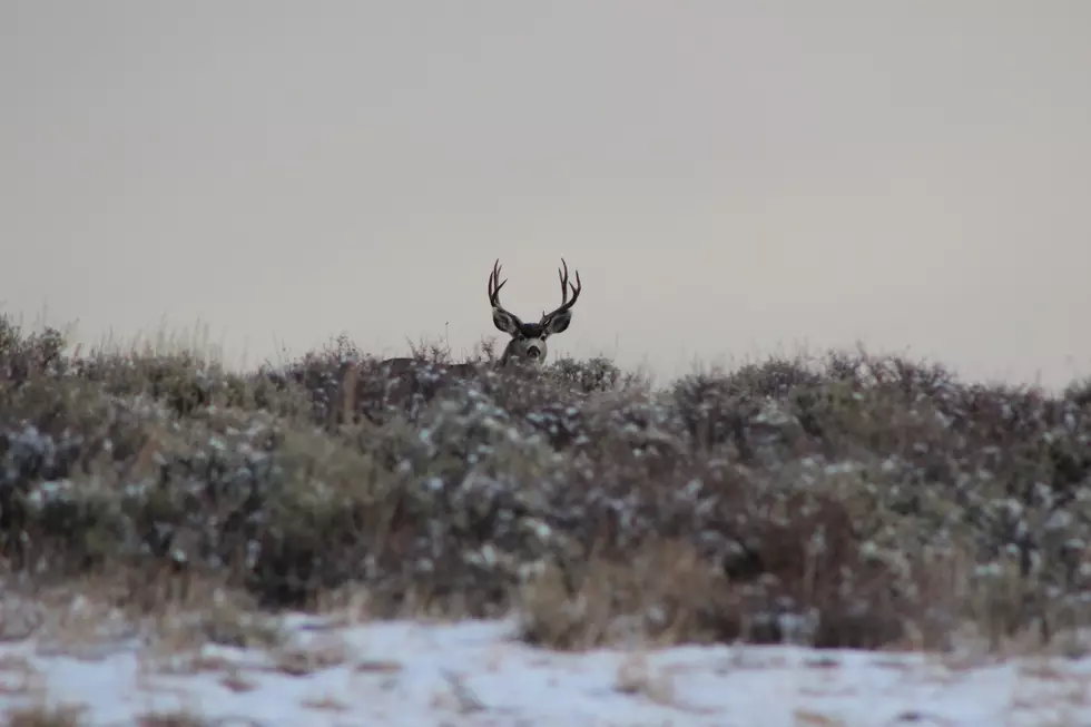 A New Lawsuit Has Been Filed to Once Again Attempt to Bring Sunday Hunting Back to Maine
