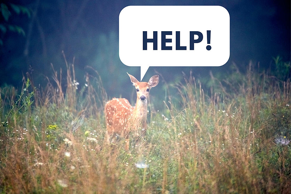 Maine Biologists Worked Diligently Together To Rescue Troubled Deer