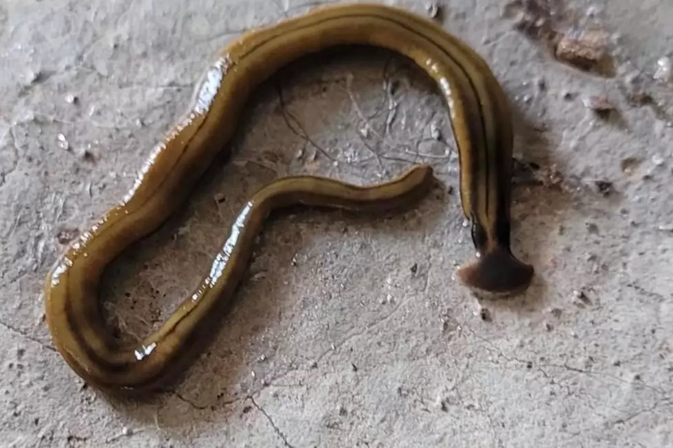 So Gross: This Worm in Maine Poops From Its Mouth