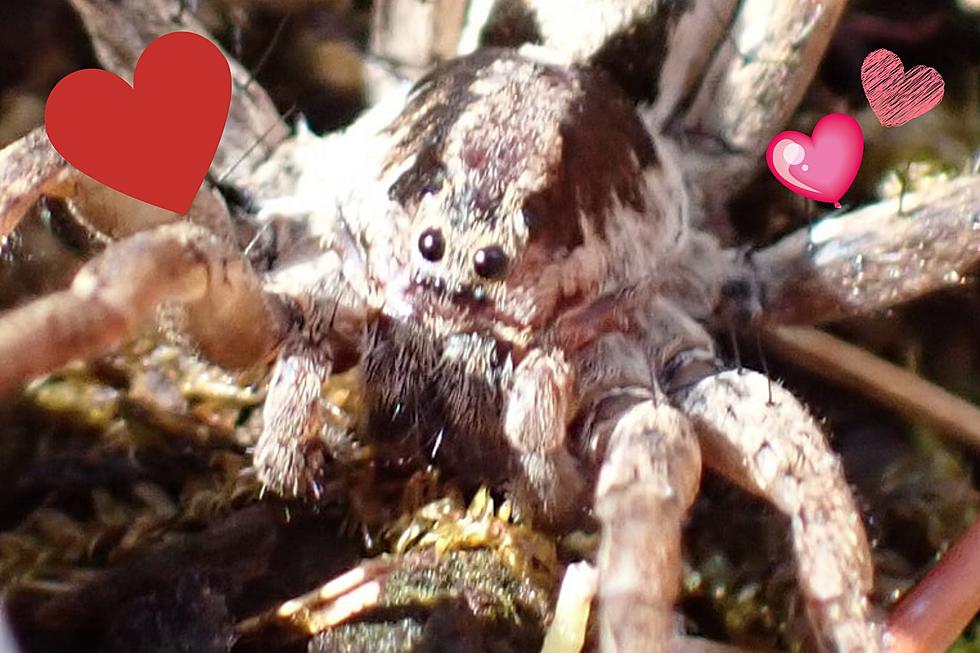 This Misunderstood Wolf Spider Found in Kennebunk Will Give You Chills