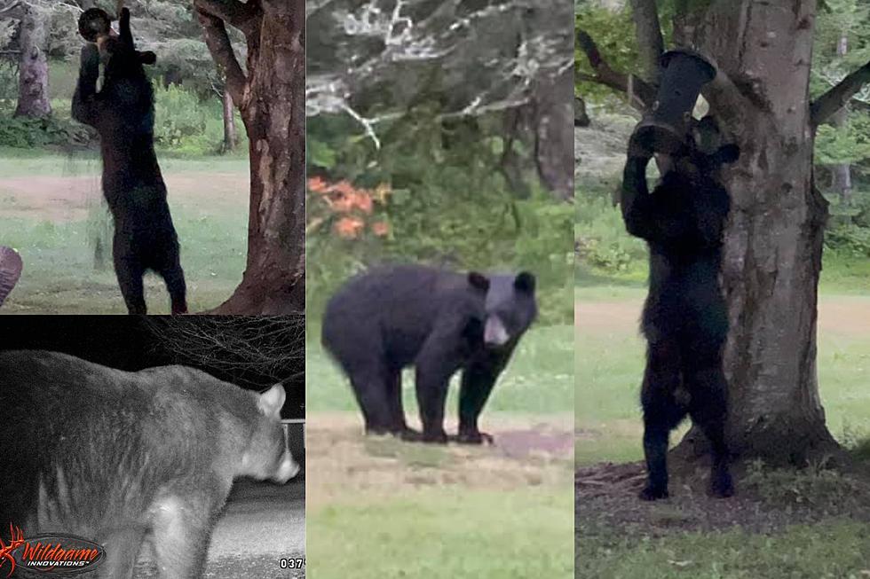 A Maine Woman Has Had Bears Visit her Backyard More Than Once