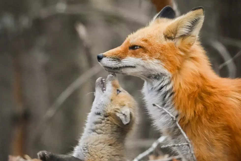 SEE: The Most Adorable Newborn Foxes Maine Has to Offer