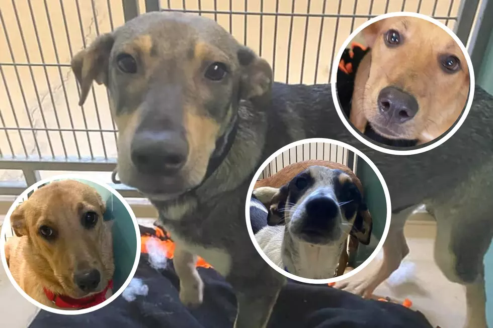 Dozens of Adorable Dogs Arrive in Central Maine From Bahamas, Need Homes Now