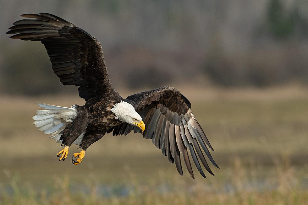 REPORTS: Multiple Maine Bald Eagles Have Tested Positive For Avian Flu