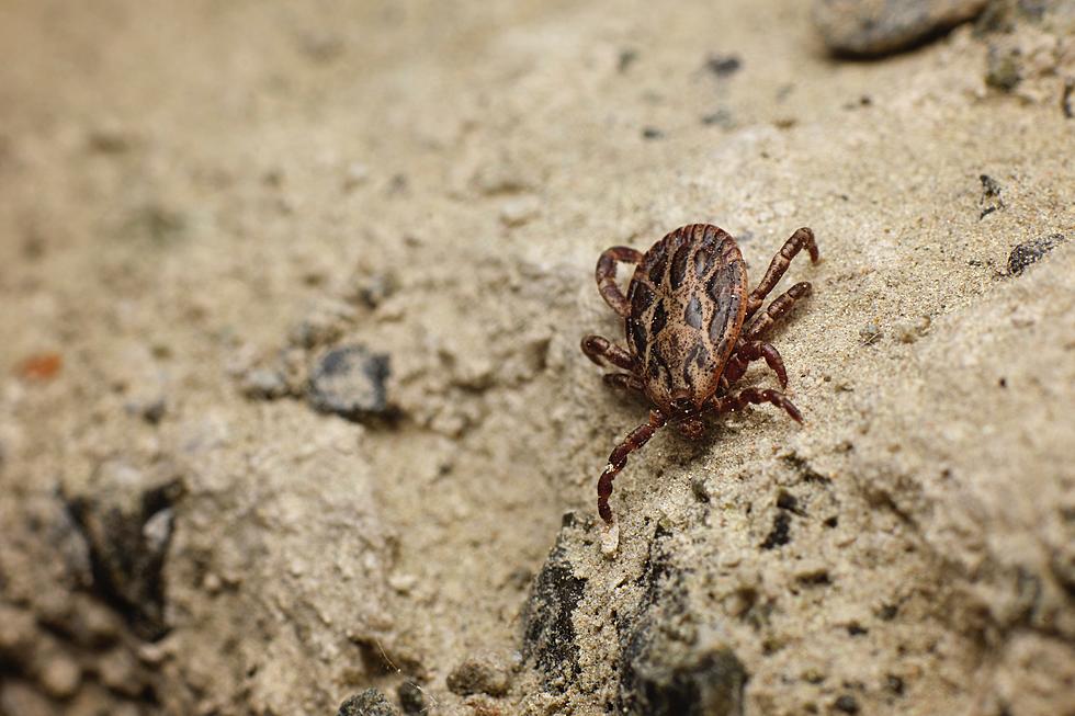 Mainer Develops Neurological Symptoms From Tick Disease, Dies