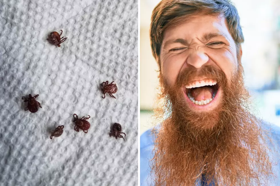 Tick Population Explodes: How Mainers Should Protect Themselves