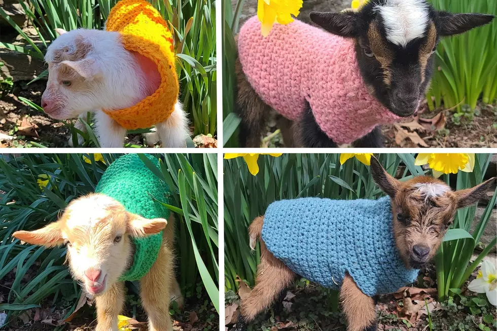You Can Visit The Famous Sweater-Wearing Goats At Opening Farm Day, Maine