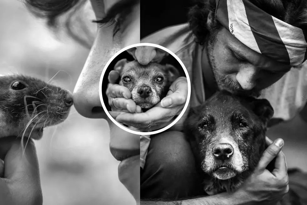 Maine Woman Offers One-of-a-Kind End-of-Life Pet Photography