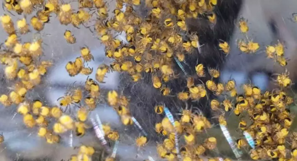 These Maine Spiders are Literally Exploding From Their Nests