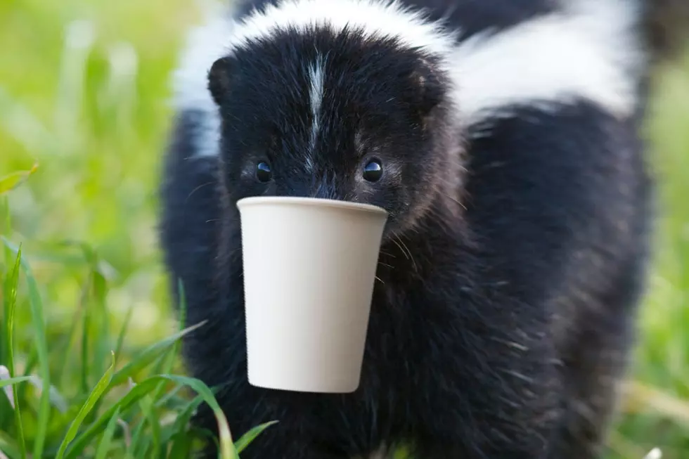 Maine High Schooler Helps Skunk Out Of Awkward Situation