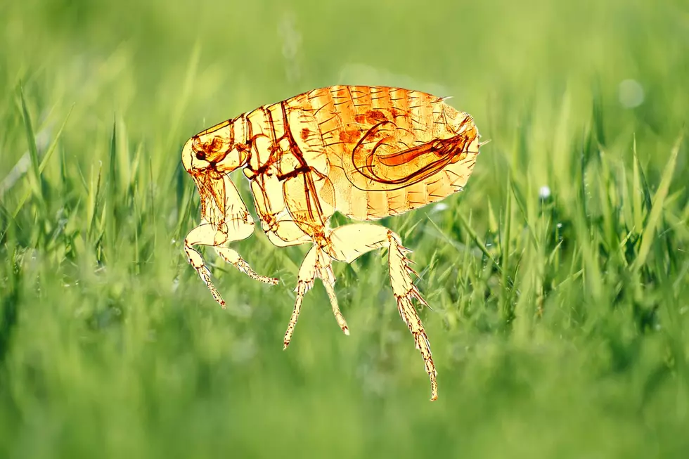 Why is My Back Yard a Breeding Ground For Fleas?